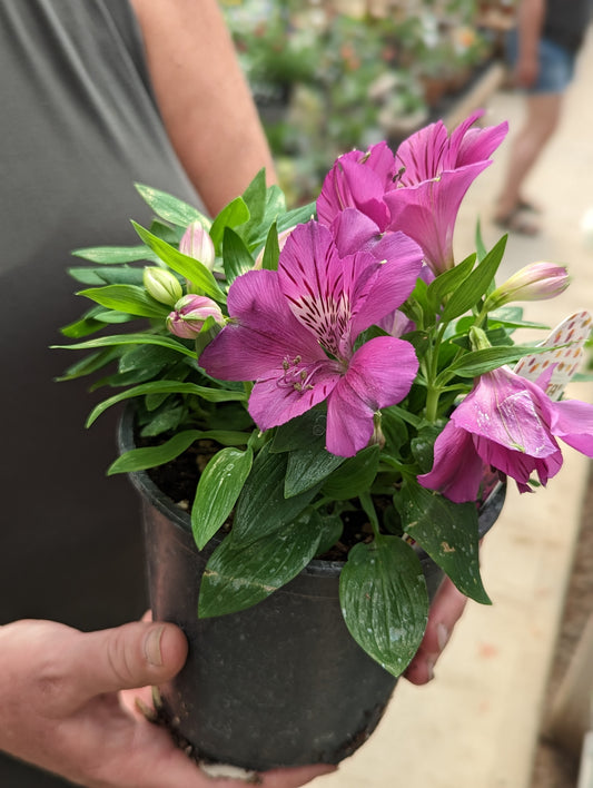 Alstroemeria Colorita Louise