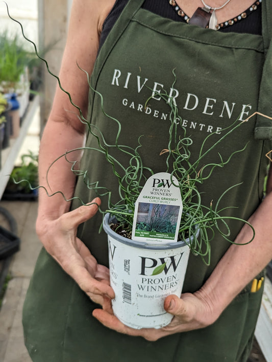 Curly Wurly Cockscrew Rush (Proven Winners)