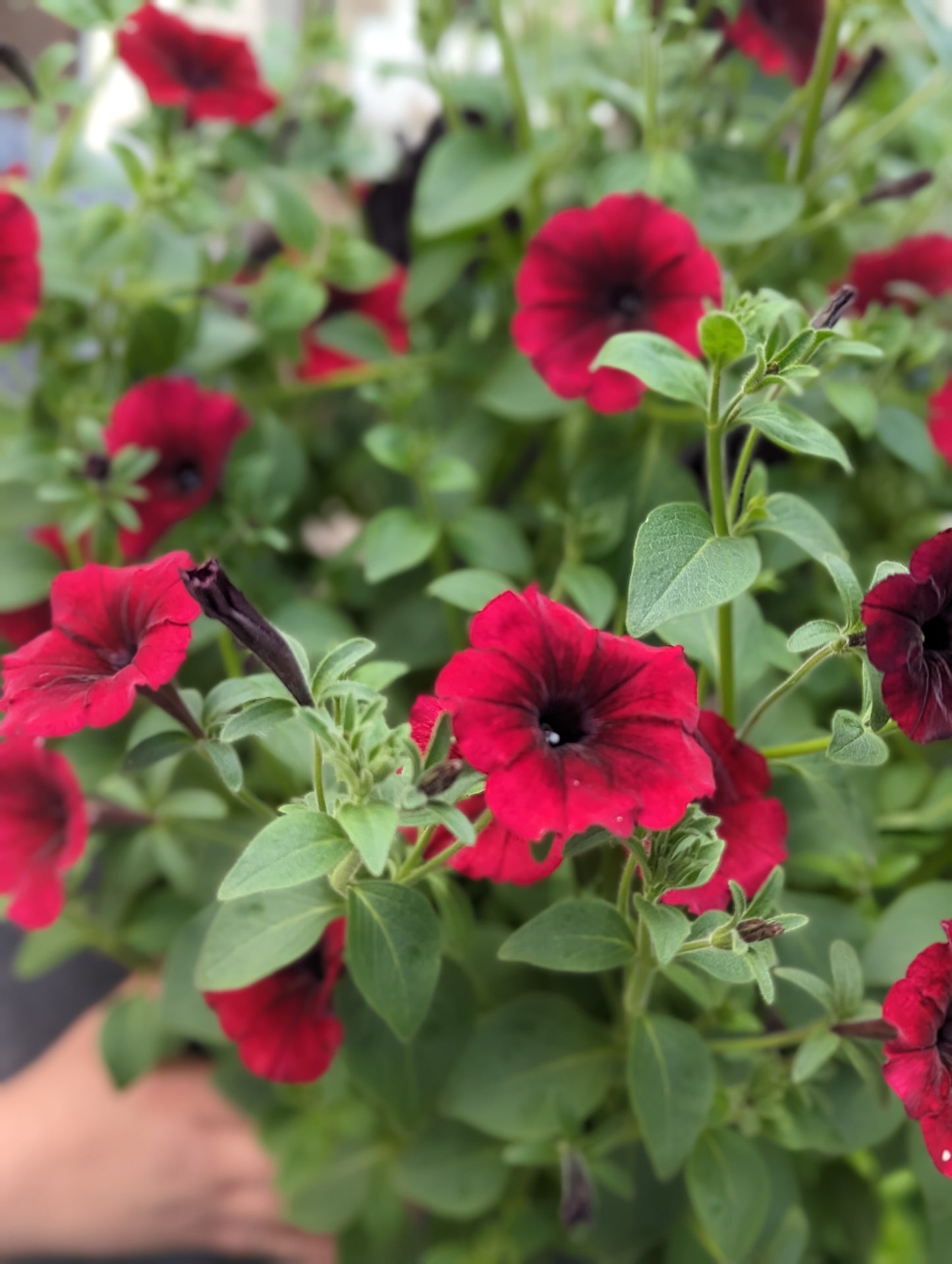 Supertunia Petunia Black Cherry (Proven Winners)