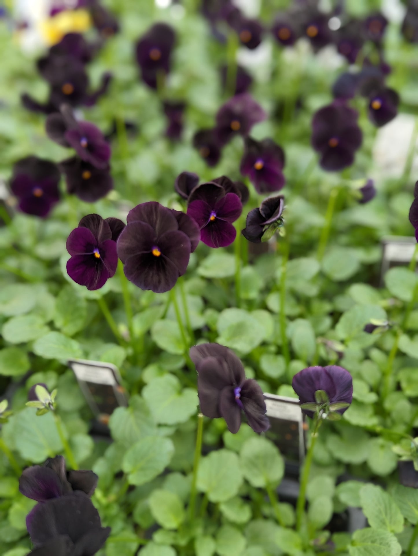 Sorbet Viola Black Delight