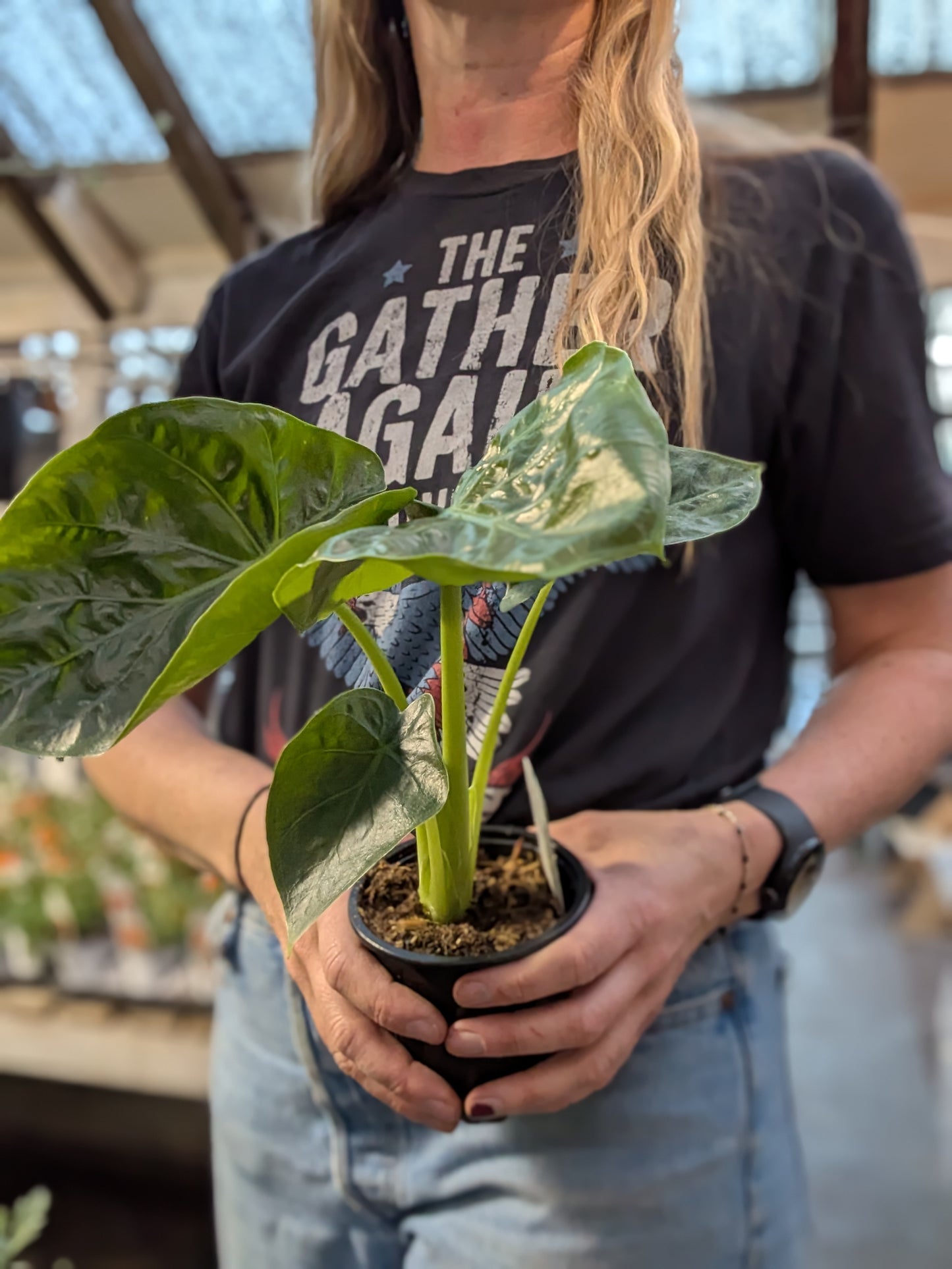 Alocasia Macchrohiza