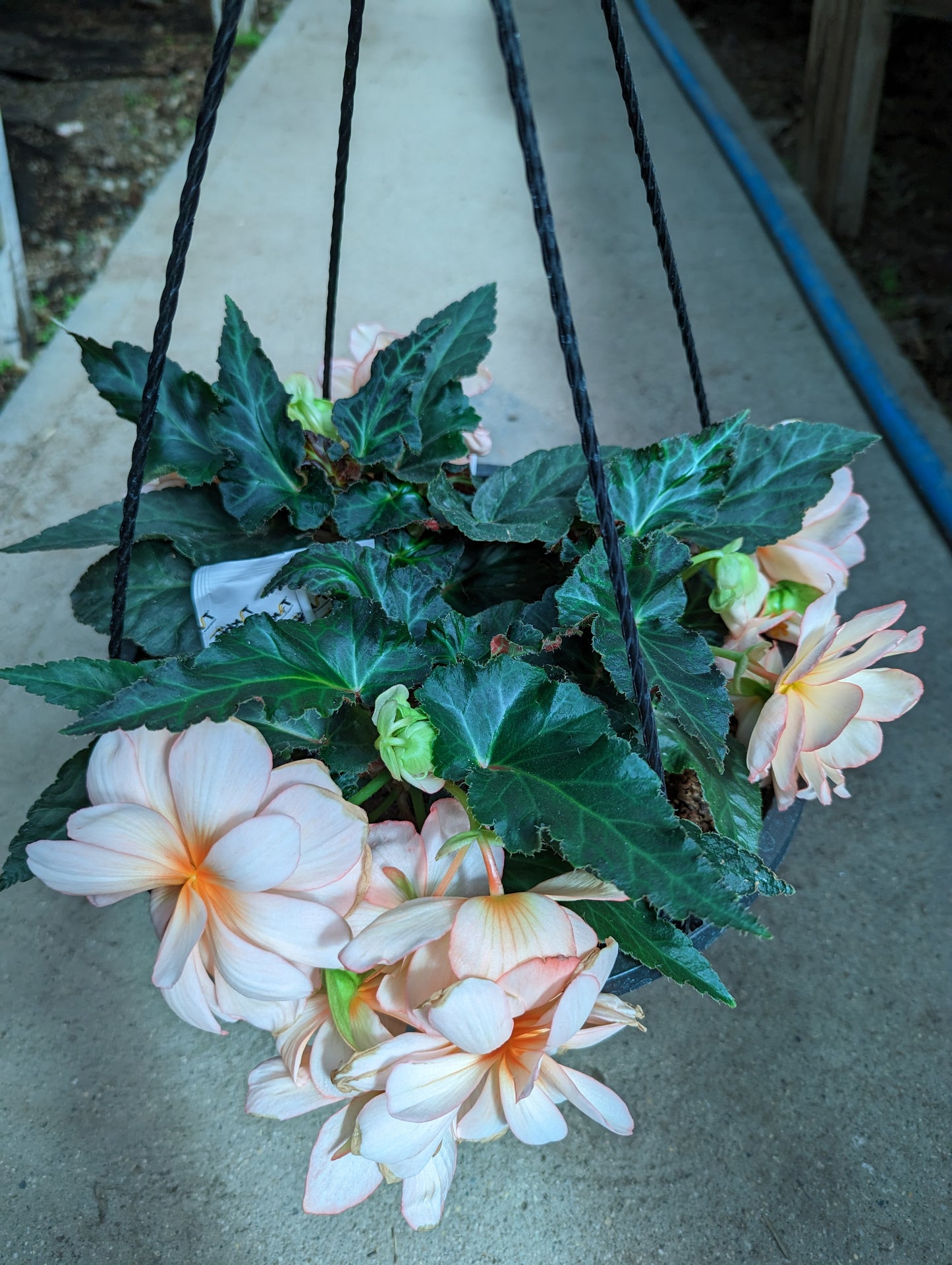 I'Conia Miss Montreal Begonia