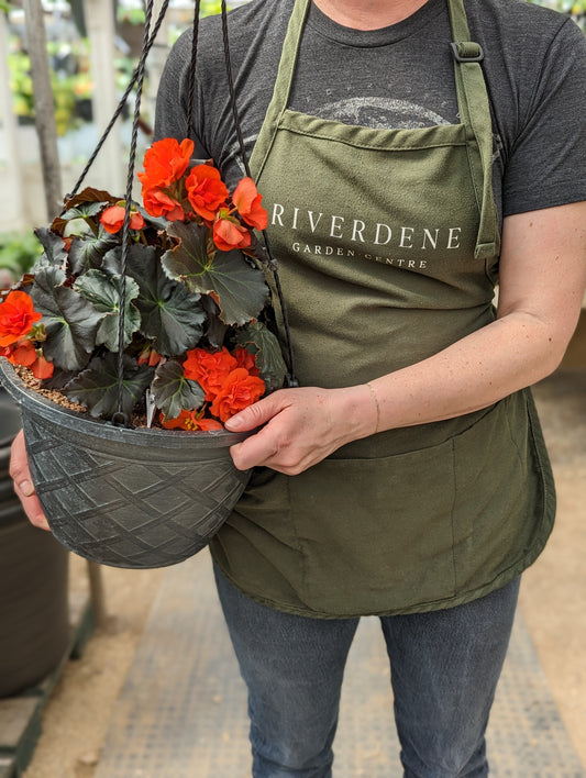 Solenia Chocolate Orange Begonia