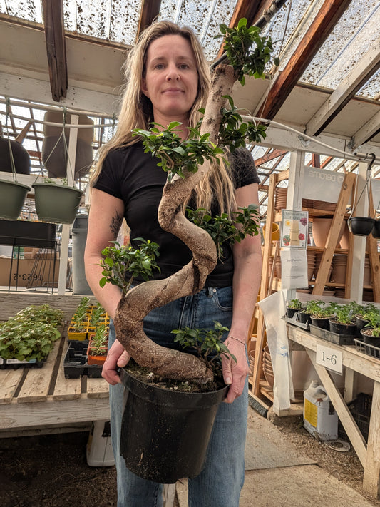 10" Ficus Bonsai S-Shaped