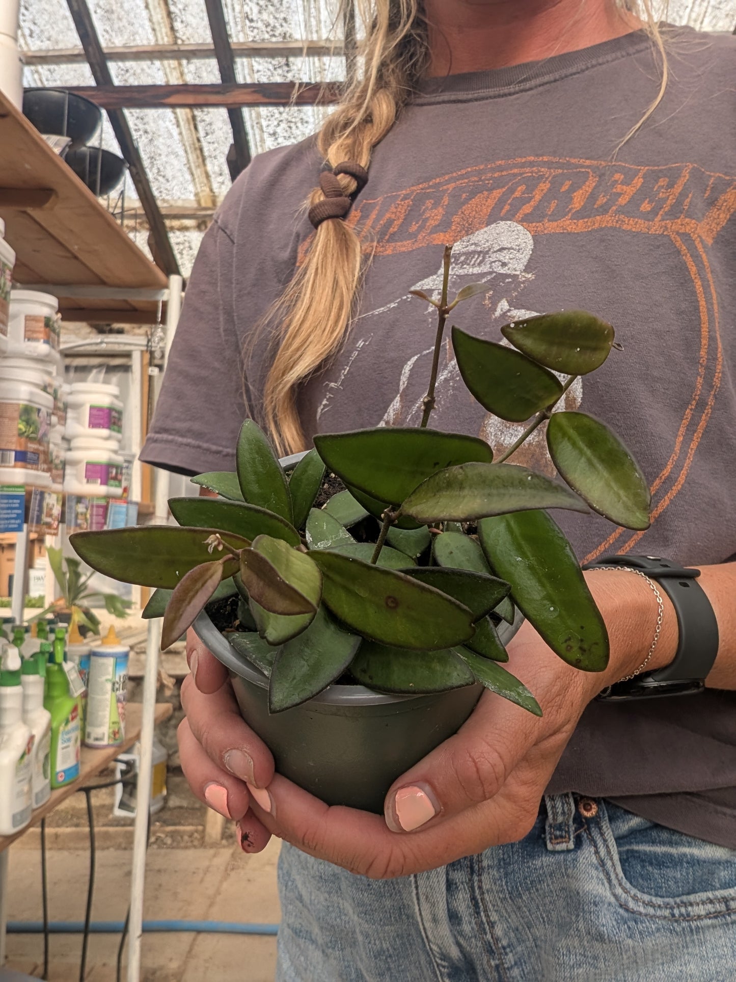 Hoya Rosita (4")