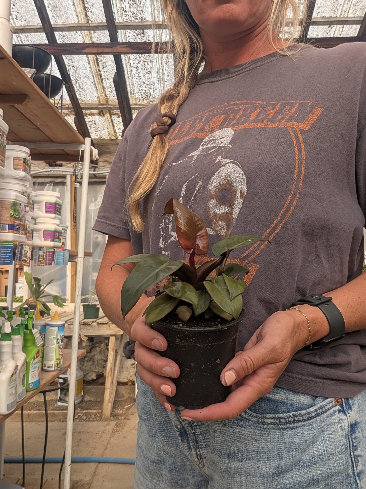 Black Cardinal Philodendron (4")