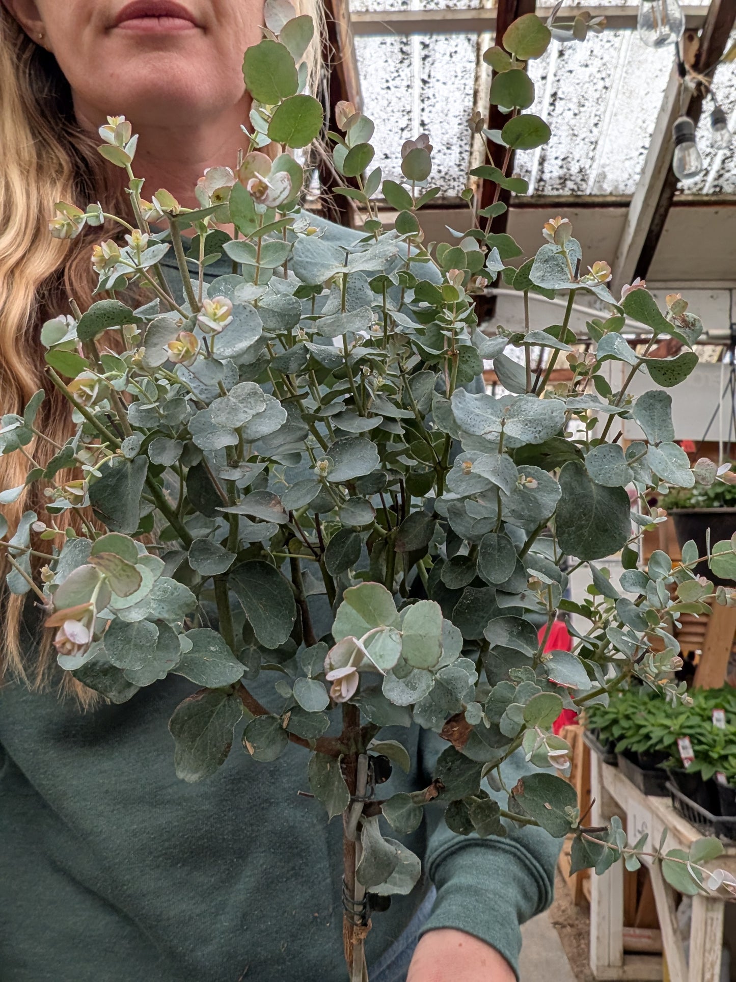 6" Eucalyptus Standard