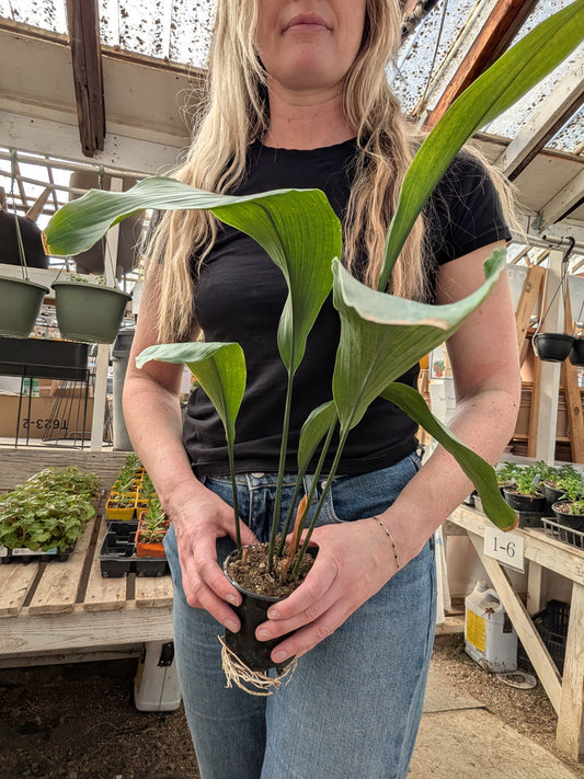 Cast Iron Plant (Aspidistra elatior)