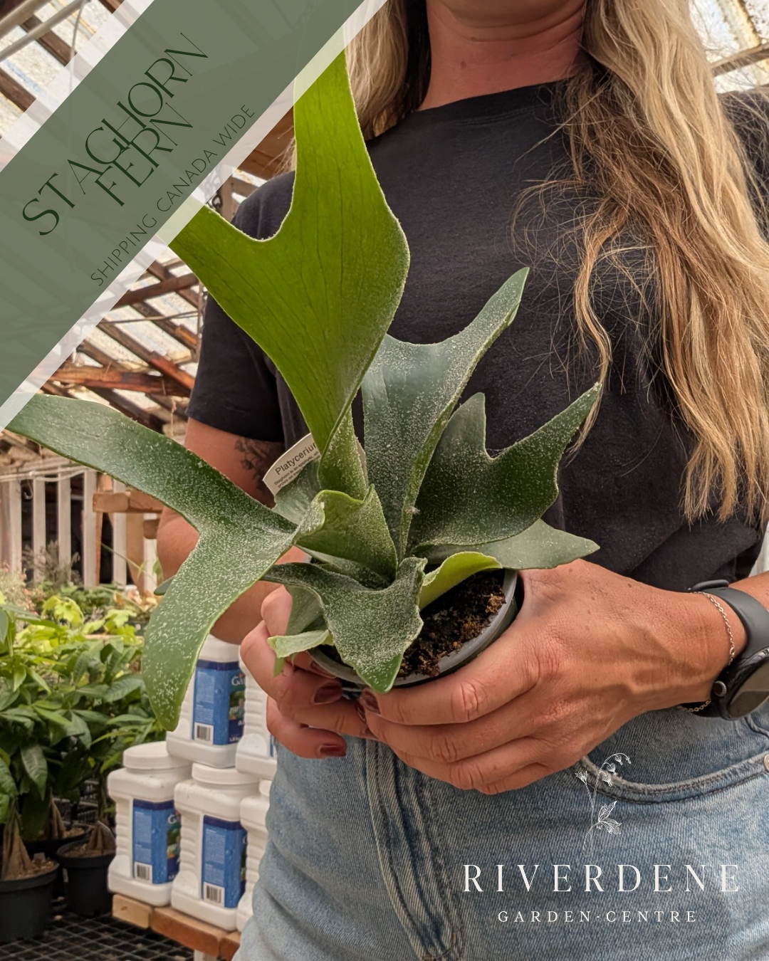 Staghorn Fern (4")