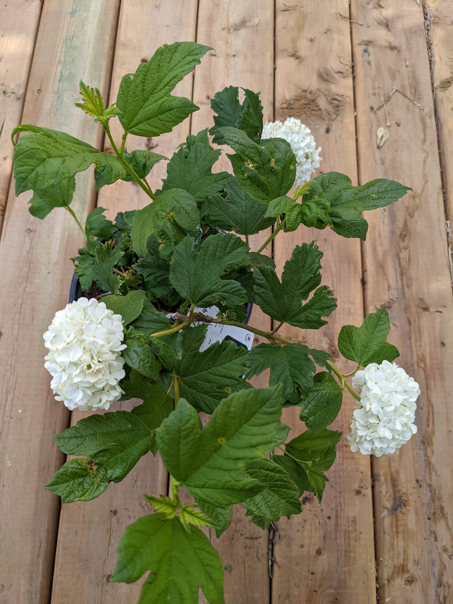 Snowball Viburnum