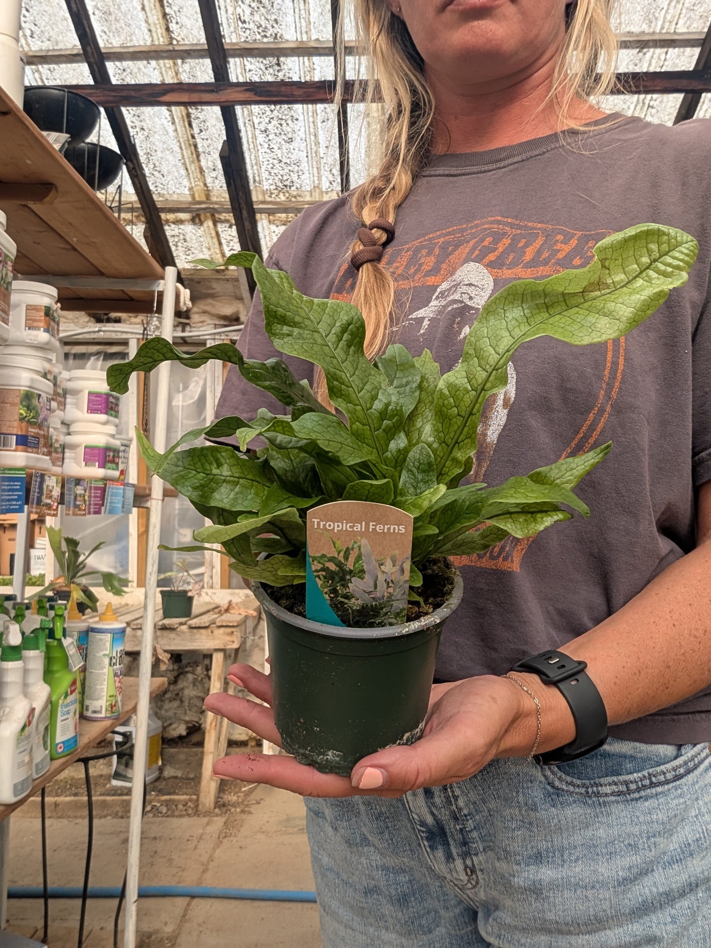 Crocodile Fern (4")