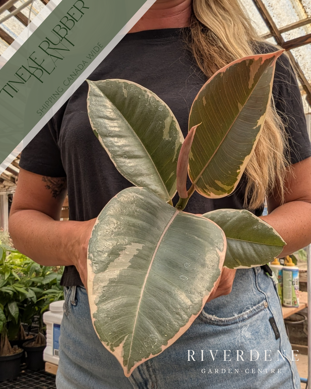 Tineke Rubber Plant (4")