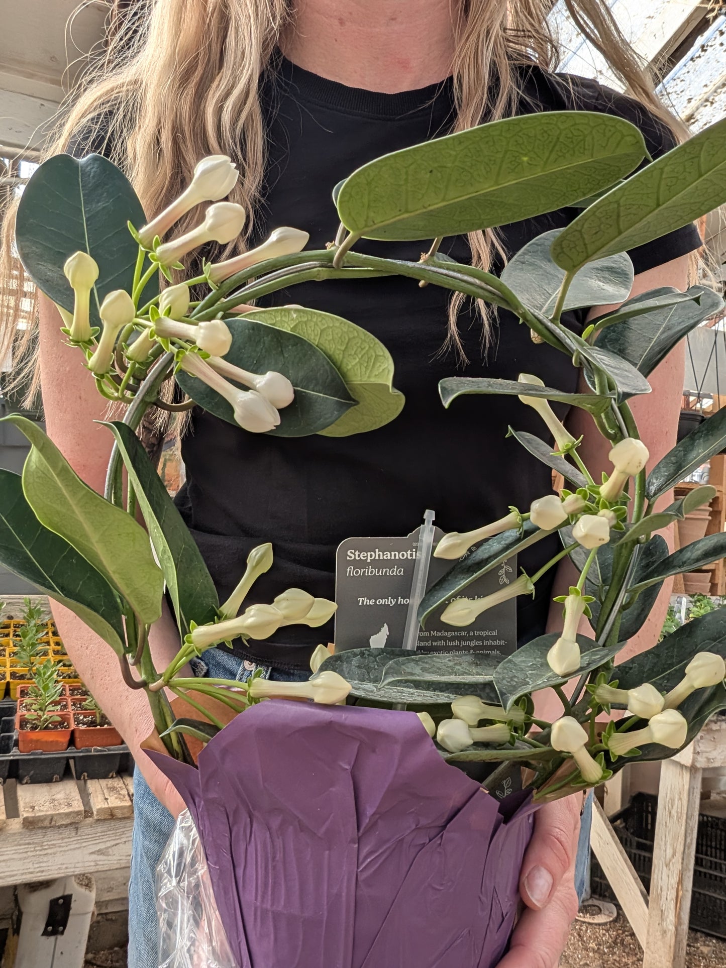 Stephanotis
