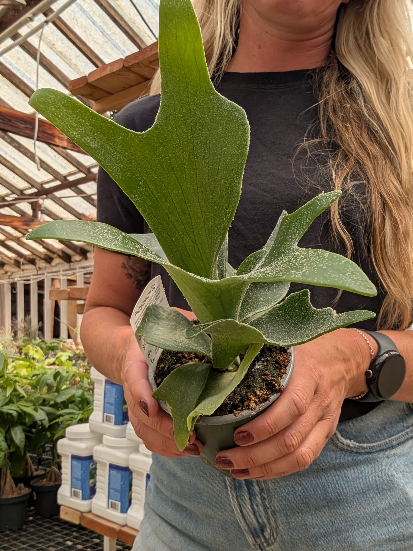 Staghorn Fern (4")