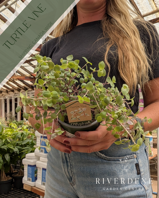 Turtle Vine (4")