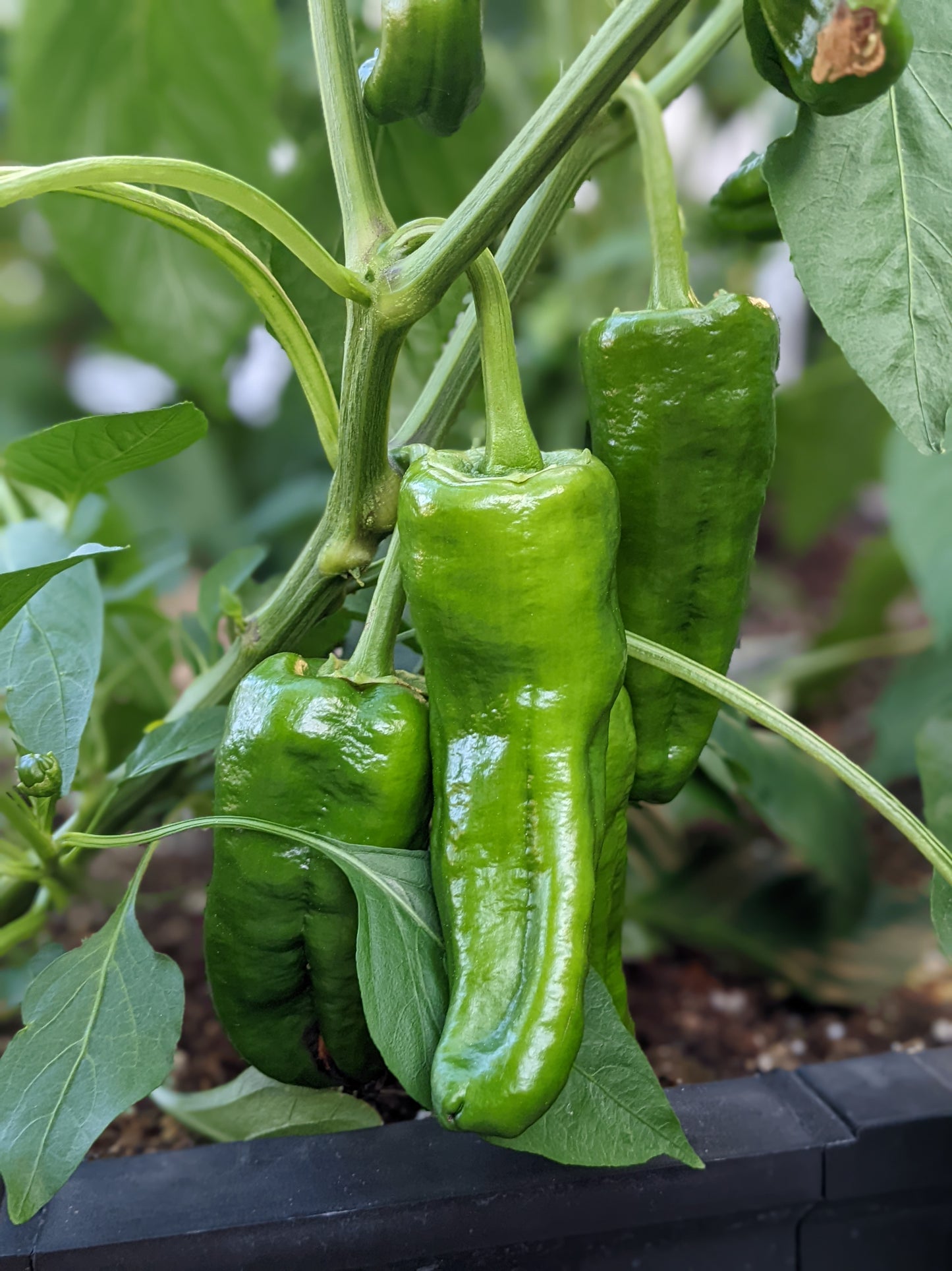 Giant Marconi Pepper