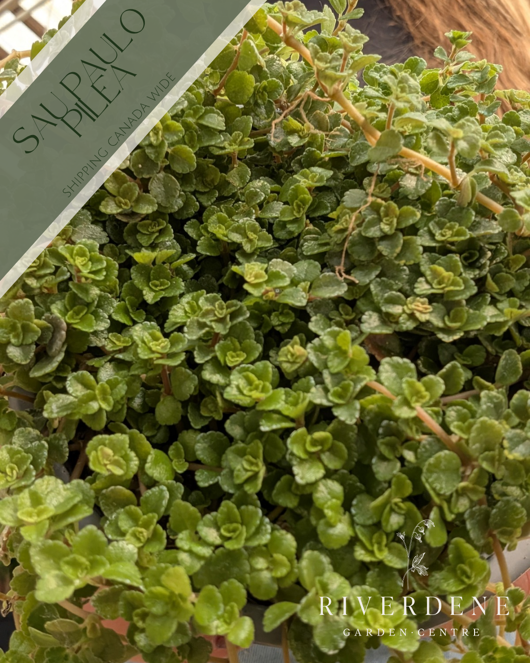 Pilea Sao Paulo (4")