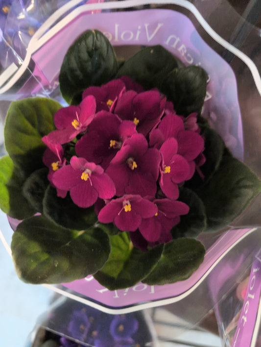 4" African Violet
