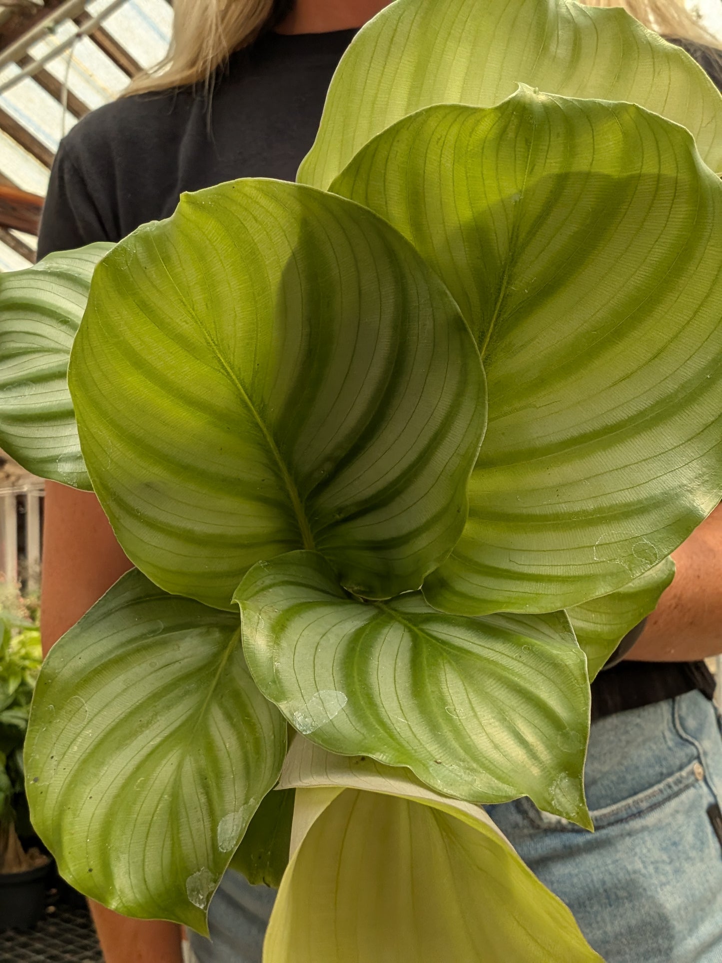 Calathea Orbifolia (4")