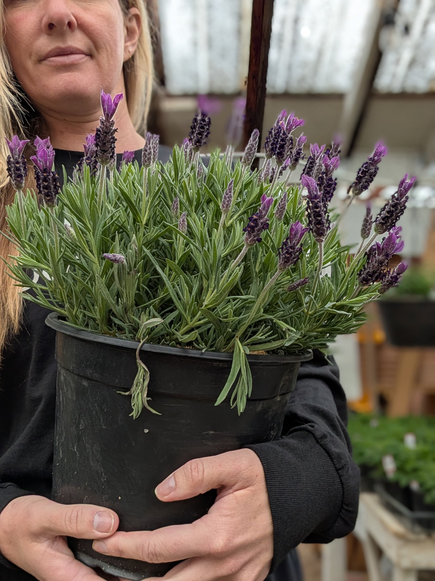 Anouk Twilight Lavender
