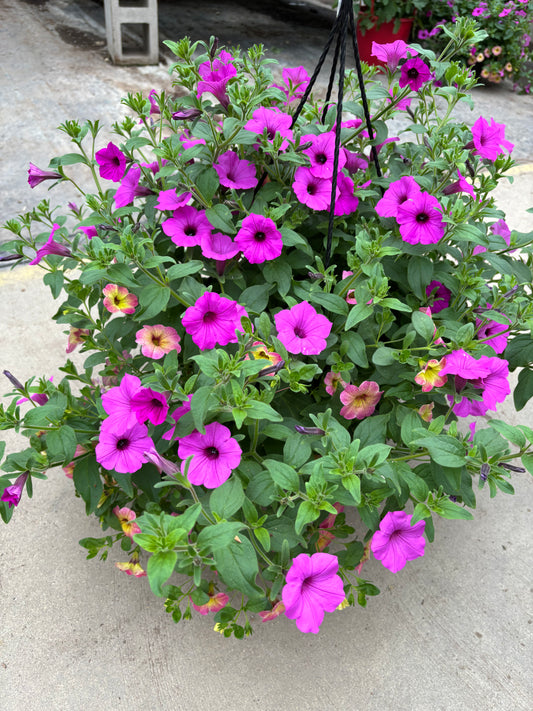 12" Premium Sun Hanging Basket