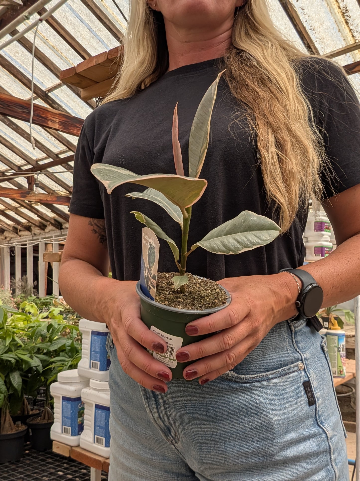 Tineke Rubber Plant (4")