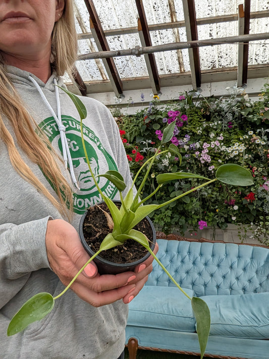 Tiny Dancer Alocasia (4")
