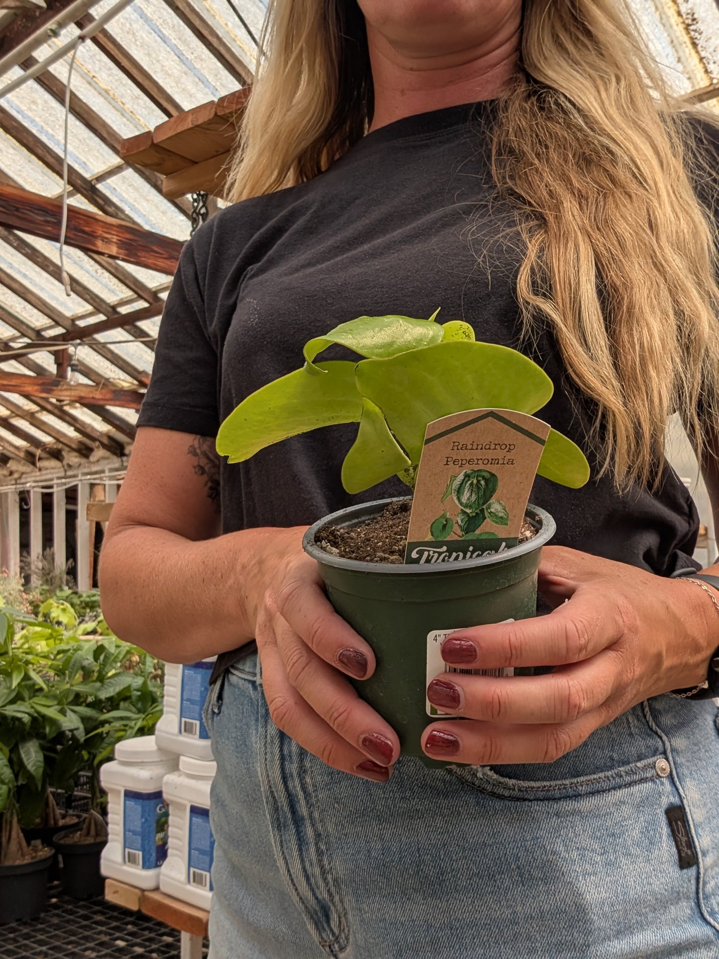 Raindrop Peperomia (4")