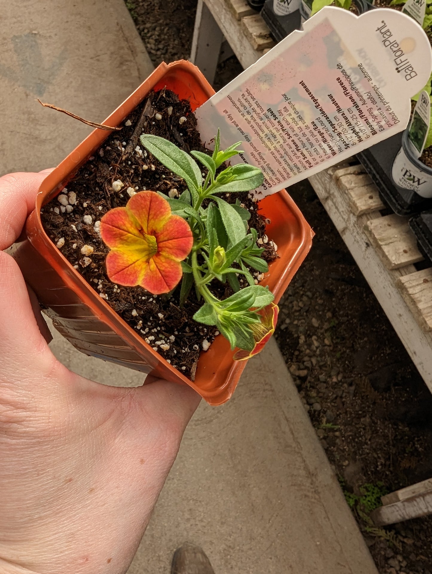 Cabaret Calibrachoa Diva Orange
