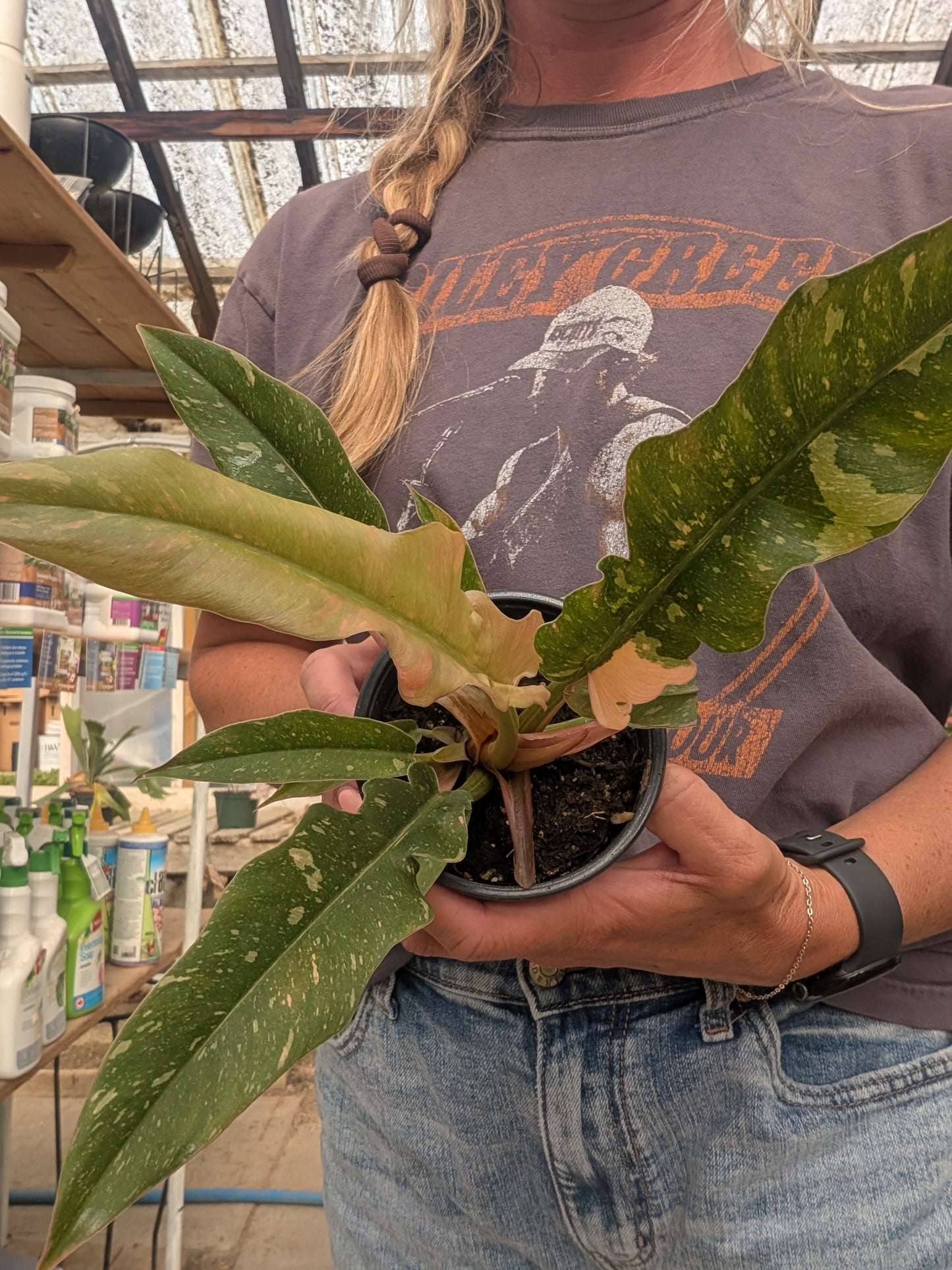 Ring of Fire Philodendron (4")