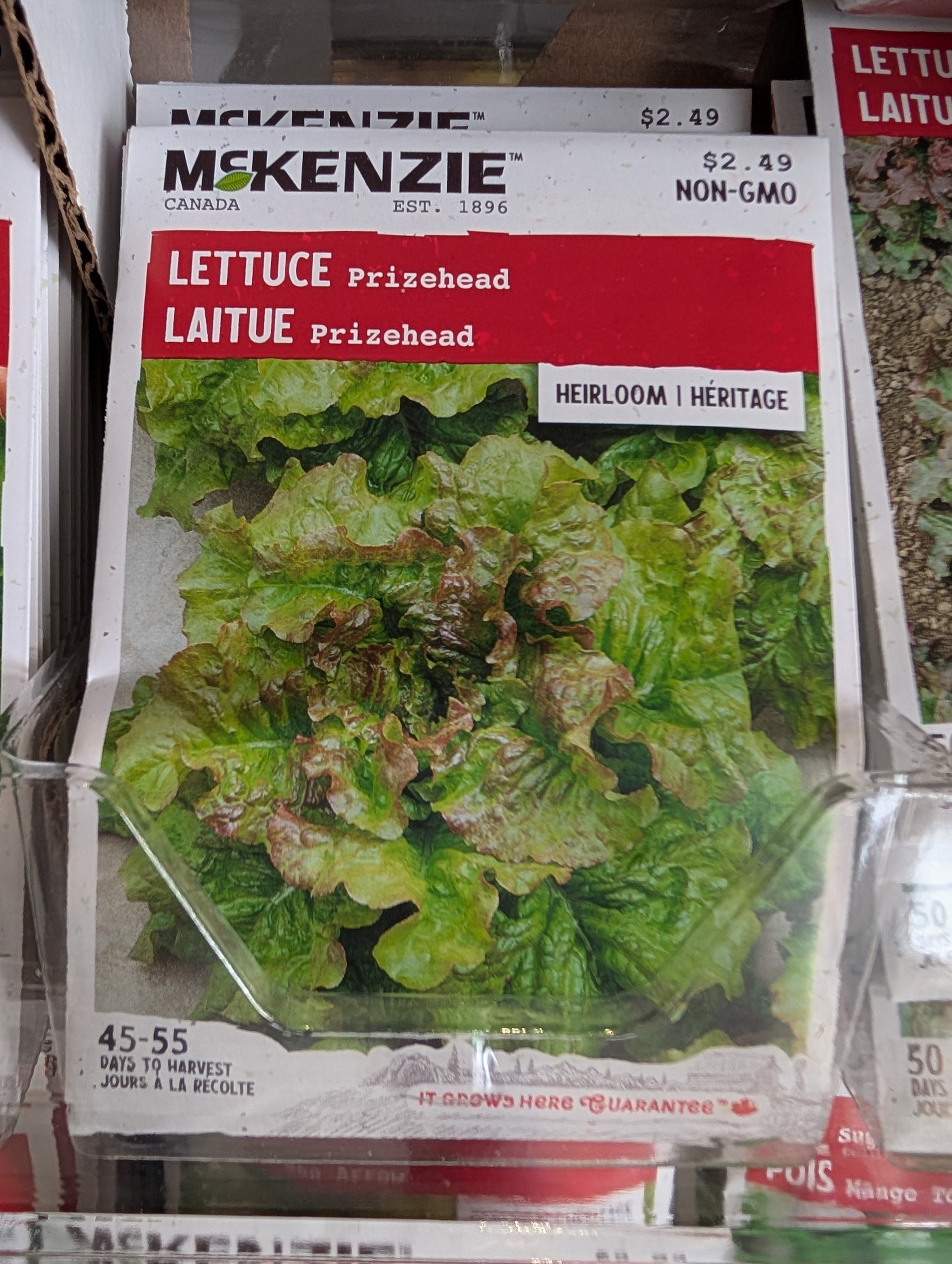 3000 Prizehead Leaf Lettuce Seeds - High Germination, Partial Shade OK