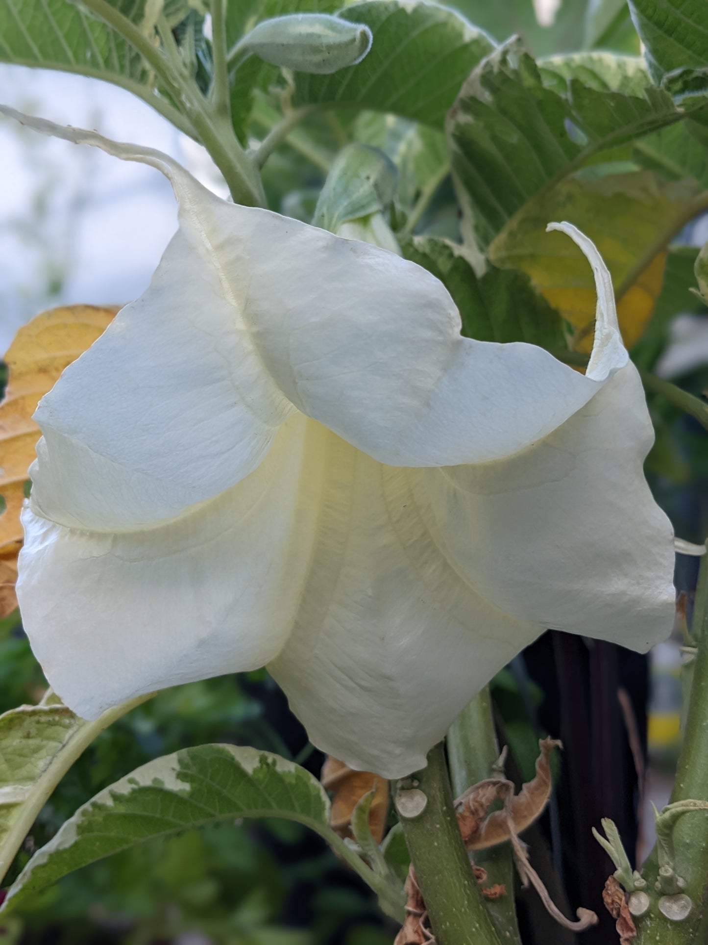 Variegated Apricot Brugmansia
