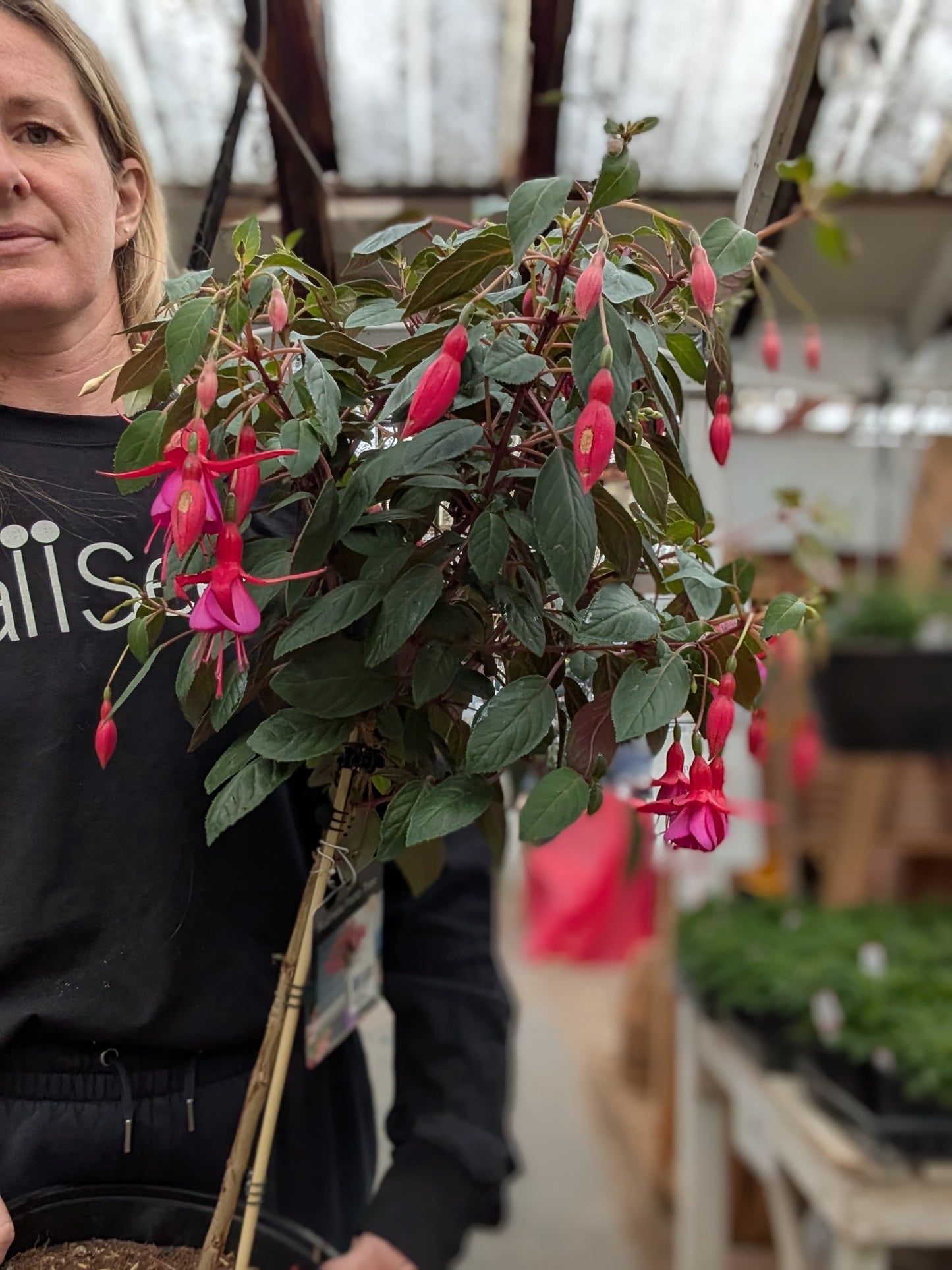 'Display' Fuchsia Standard