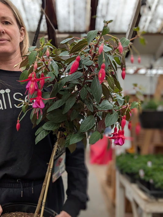 'Display' Fuchsia Standard