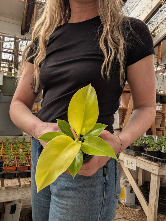 Philodendron Imperial Gold
