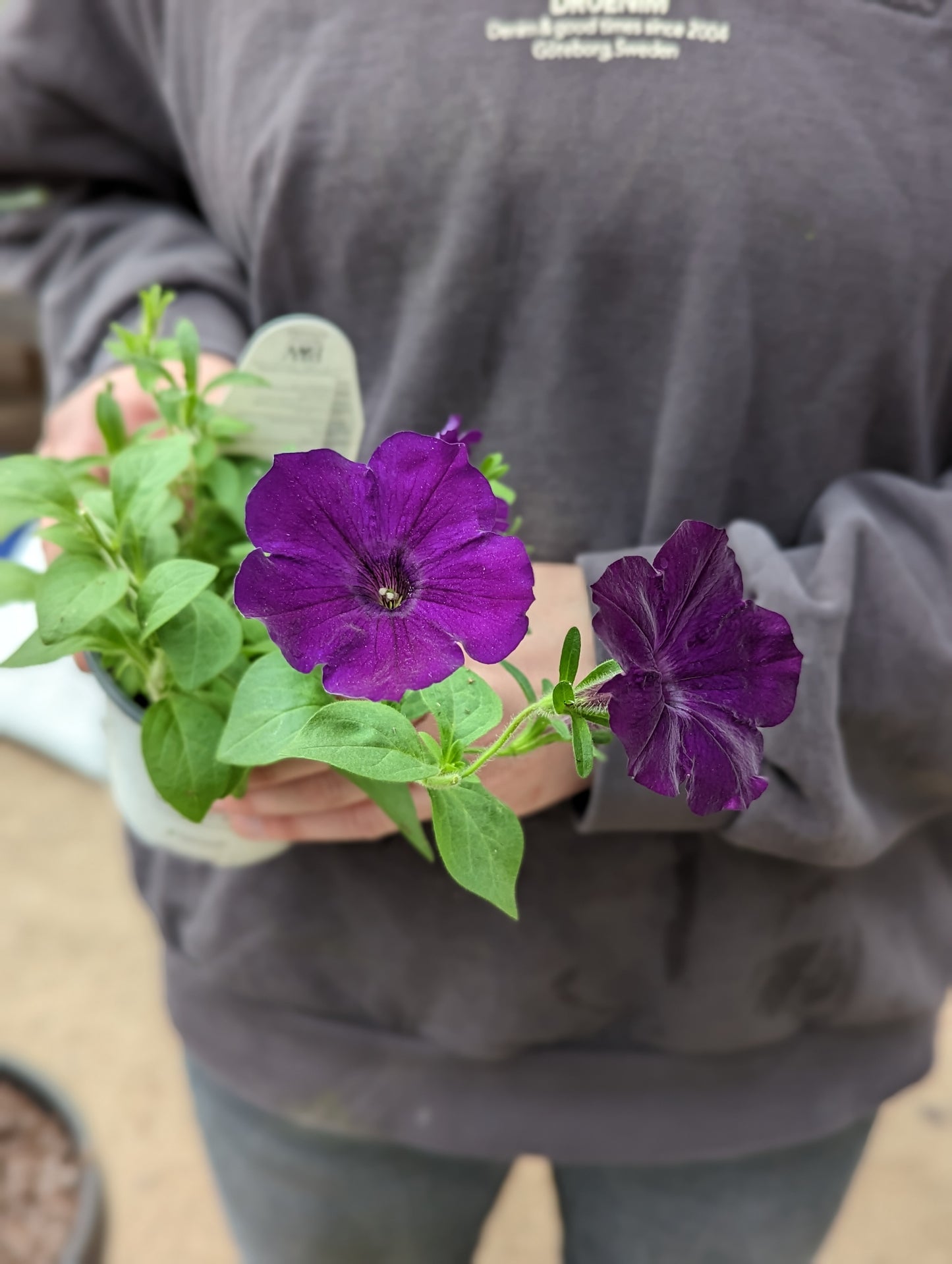 Supertunia Petunia Royal Velvet (Proven Winners)