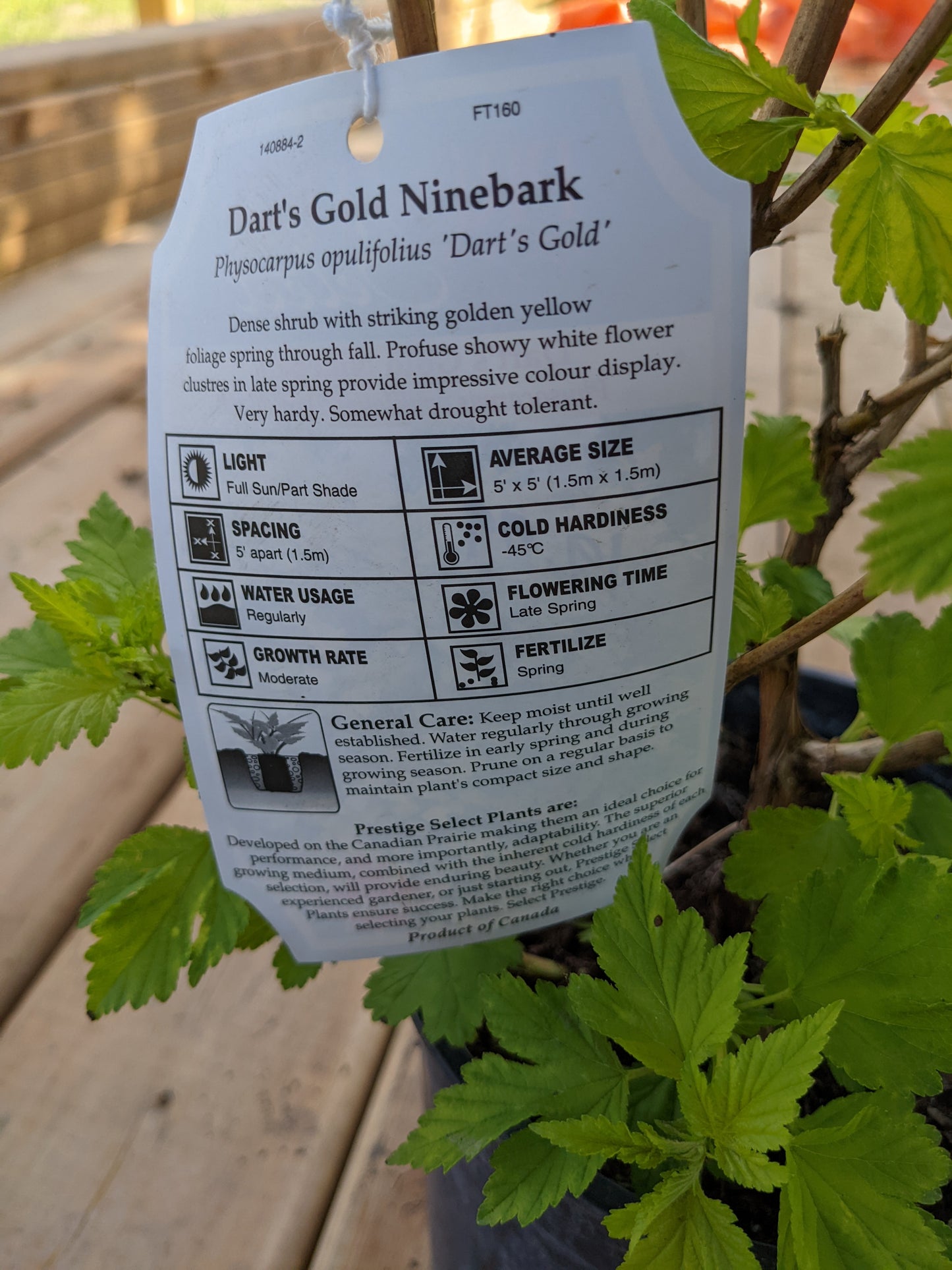 Dart's Gold Ninebark
