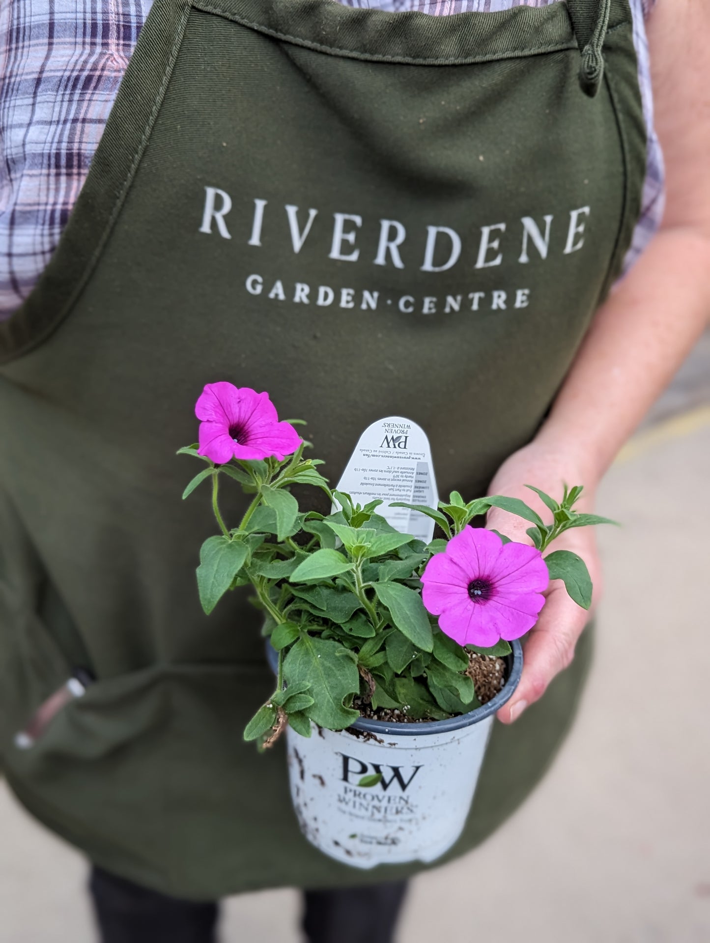 Supertunia Petunia Vista Jazzberry (Proven Winners)