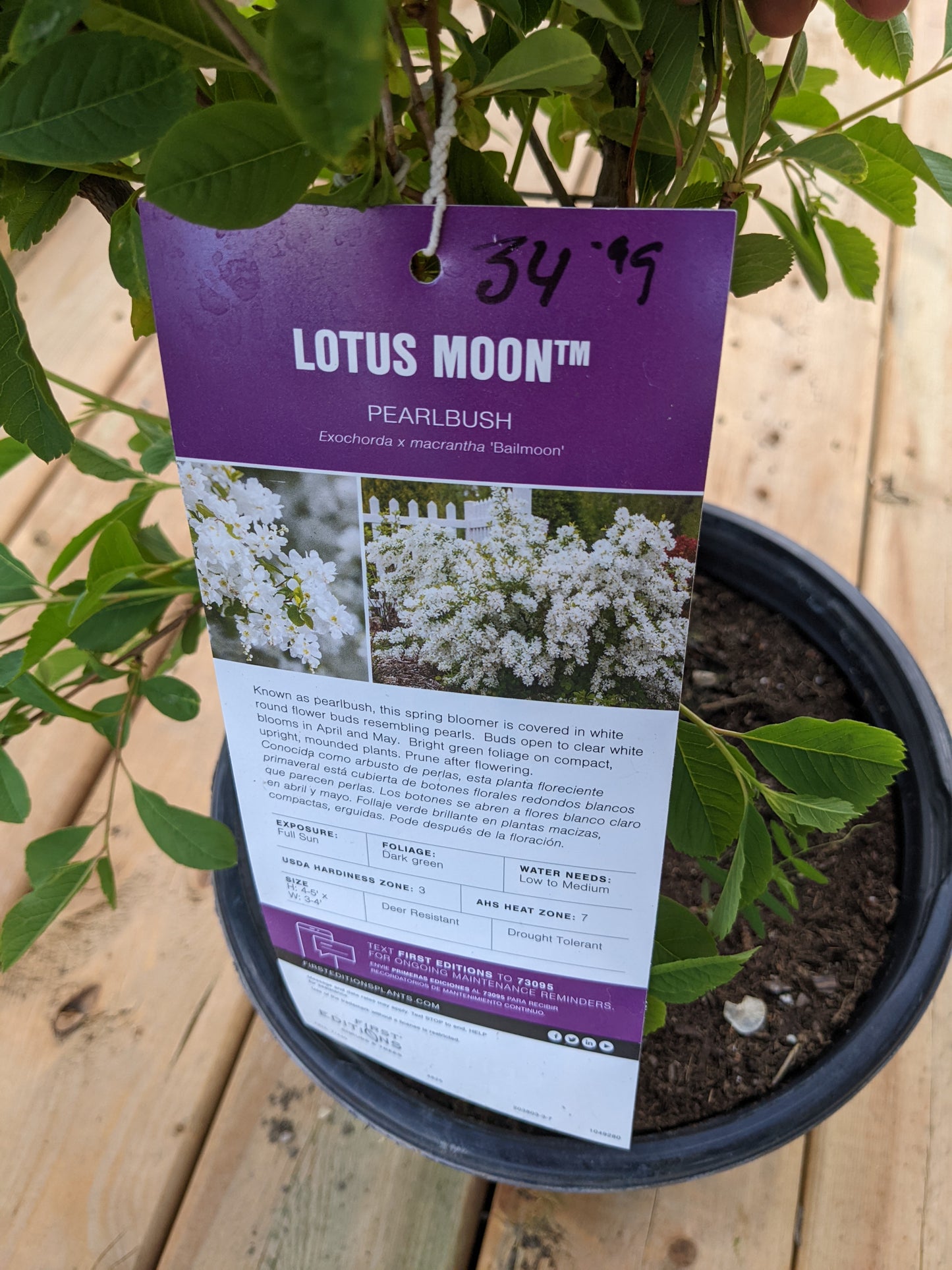 Lotus Moon Pearlbush