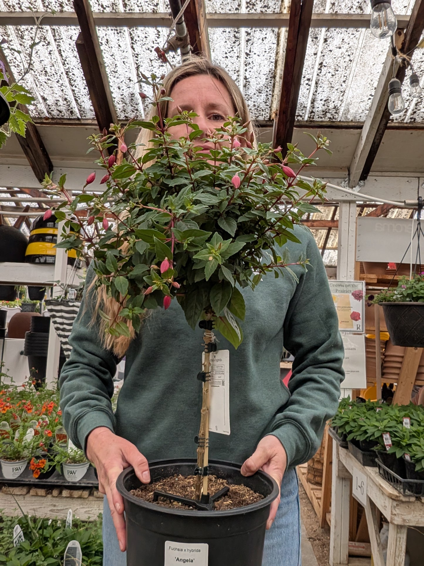'Angela' Fuchsia Standard