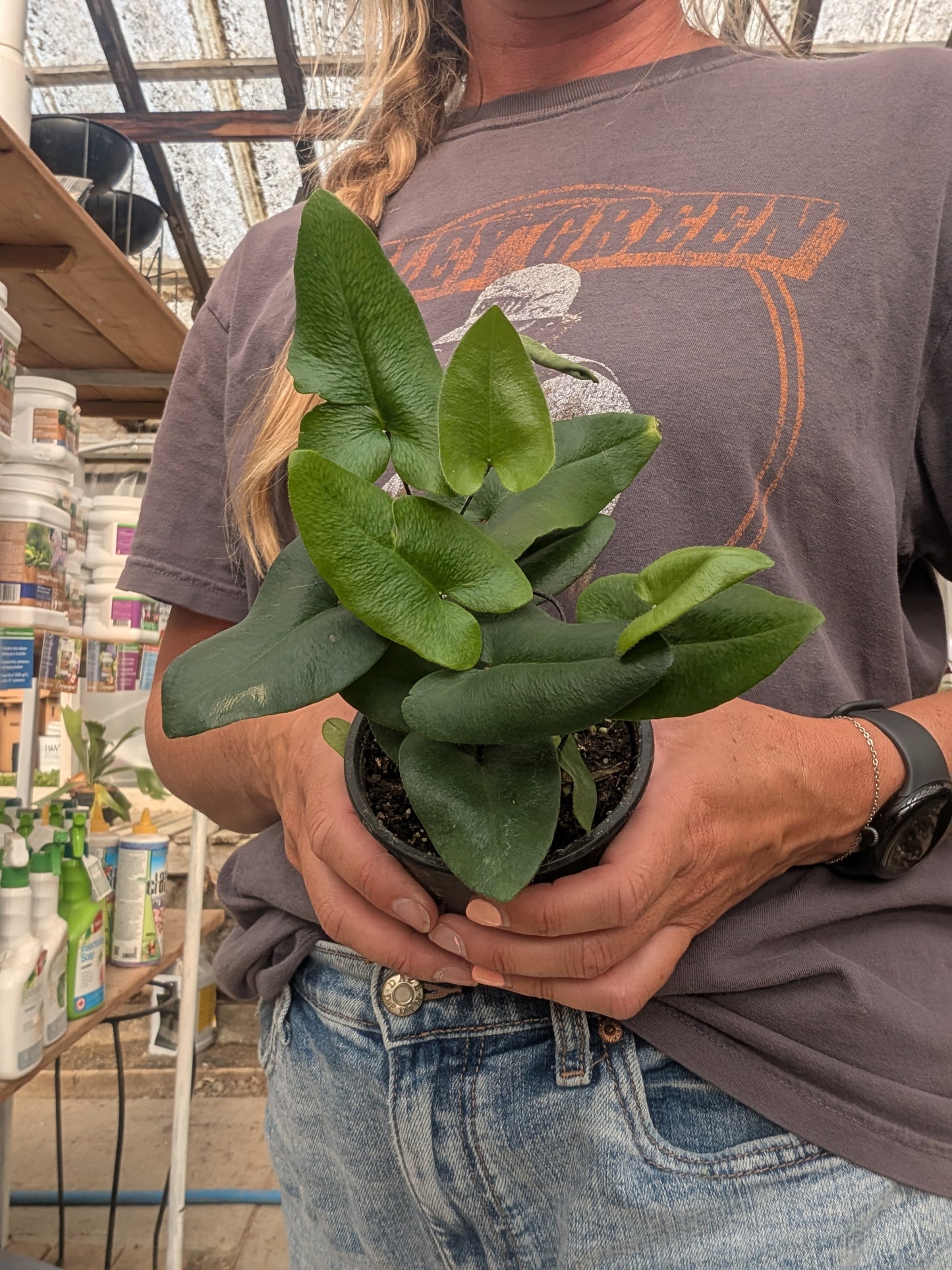 Heart Fern (4")