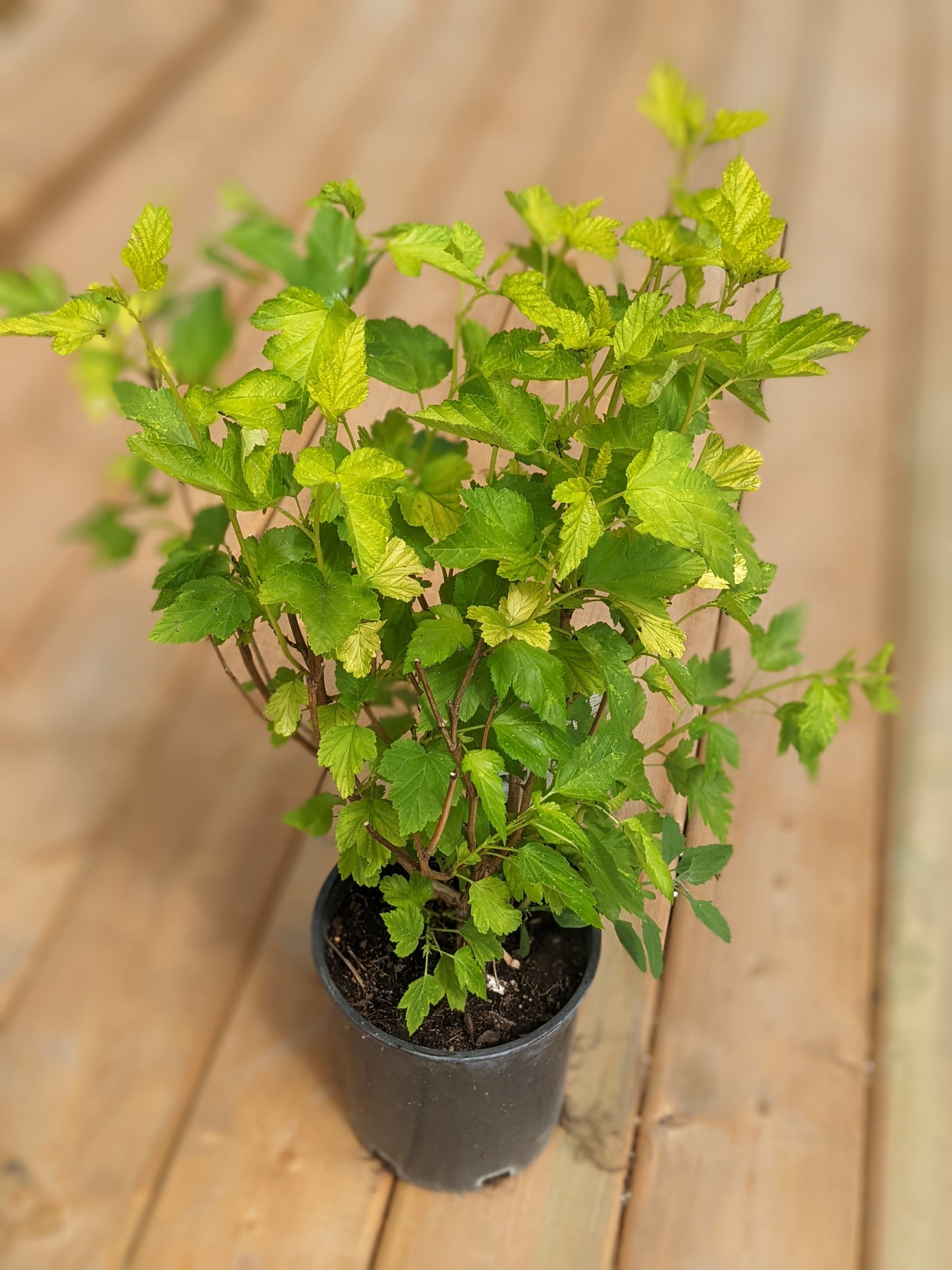 Dart's Gold Ninebark