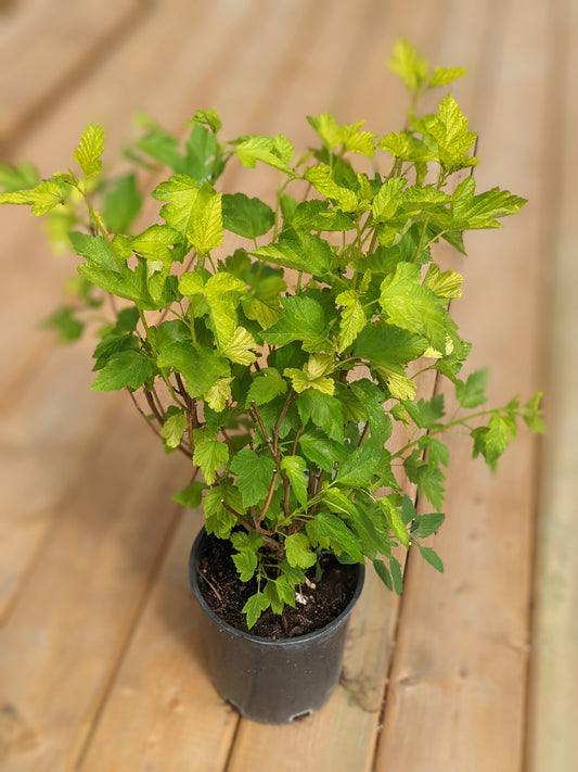 Dart's Gold Ninebark