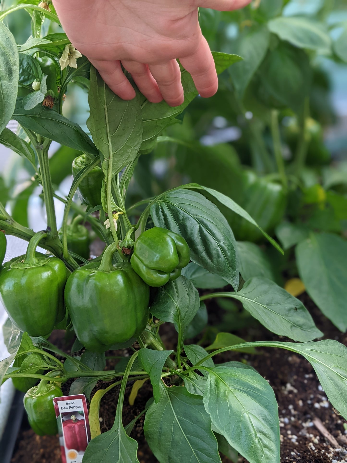 Baron Pepper