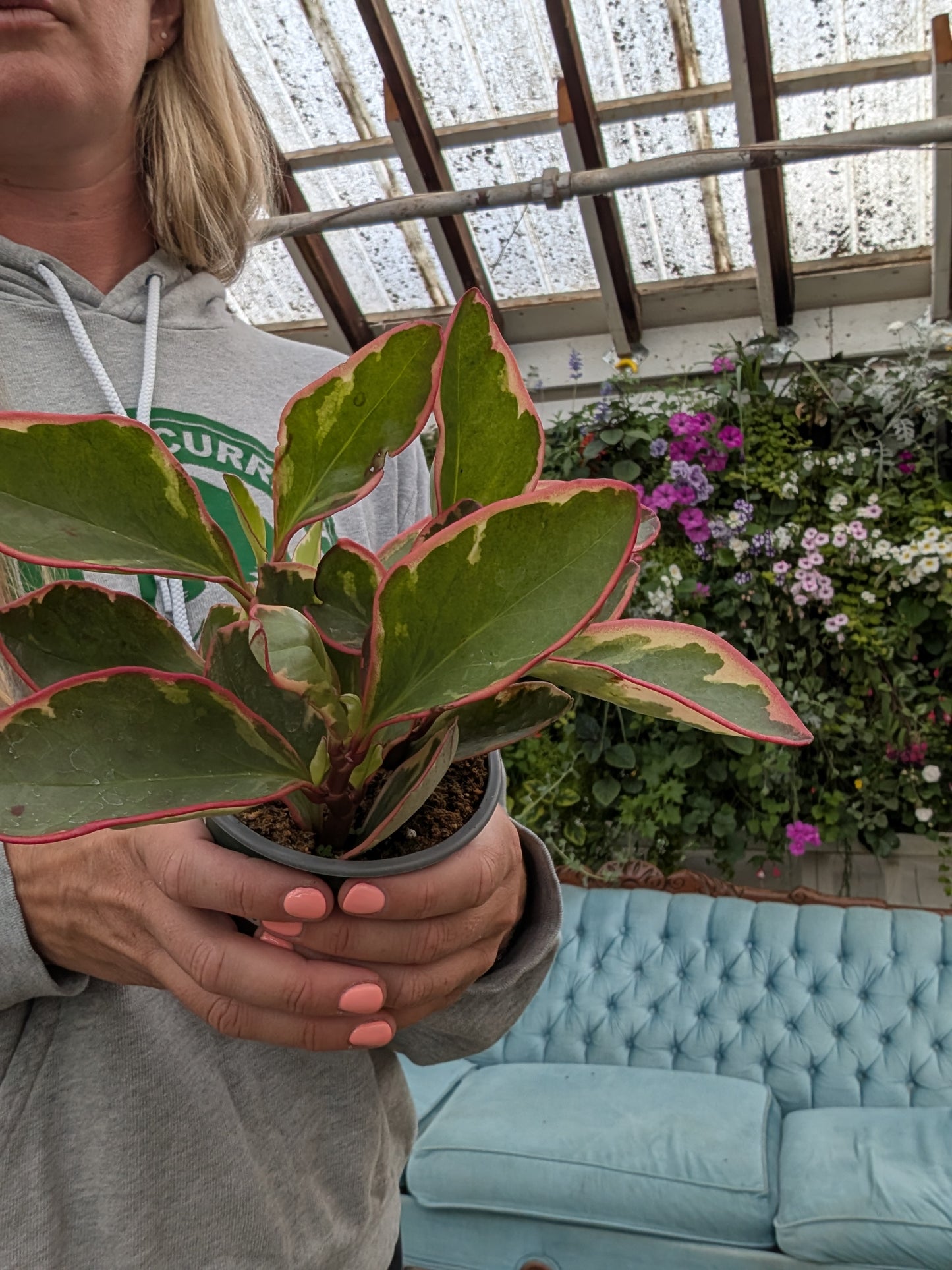 Peperomia Ginny/Pink (4")