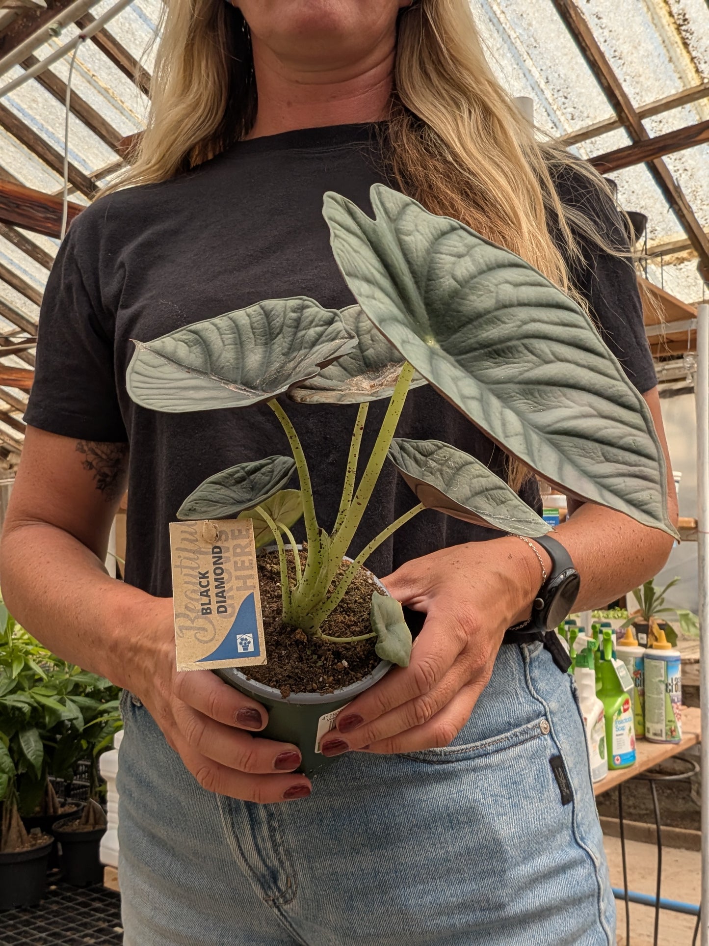 Alocasia Black Diamond (4")