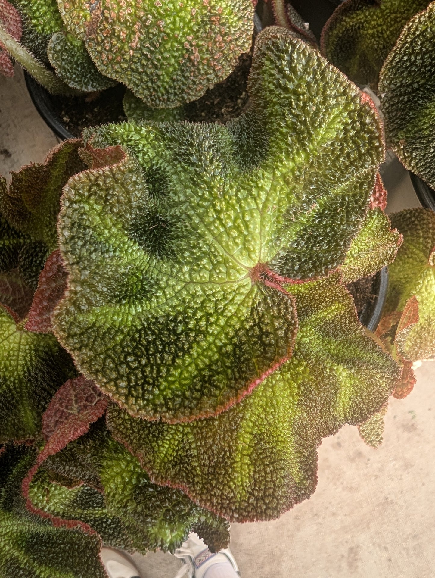 Begonia Rex Soli Mutata (4")