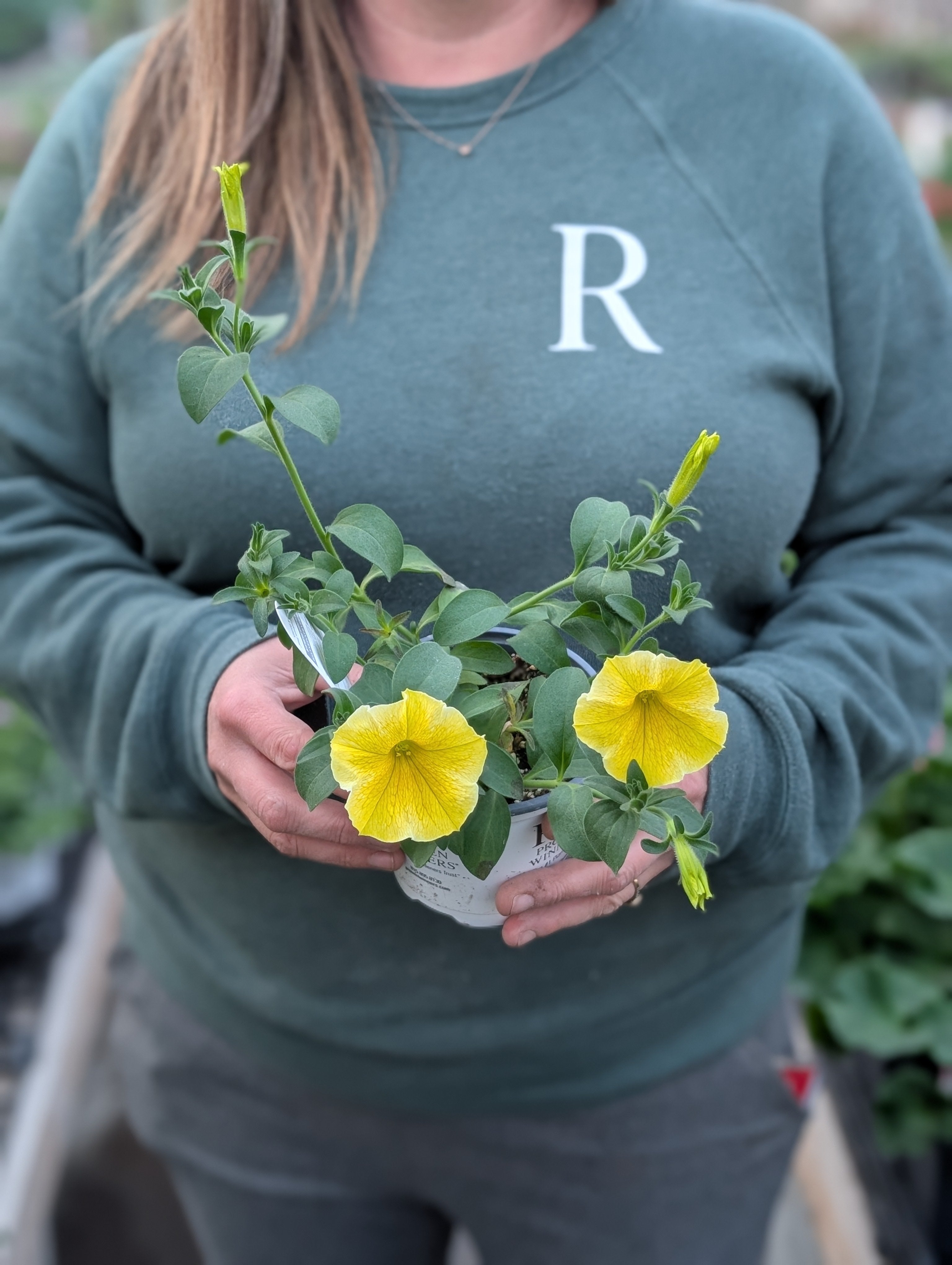 Supertunia Petunia Saffron Finch (Proven Winners) – Riverdene