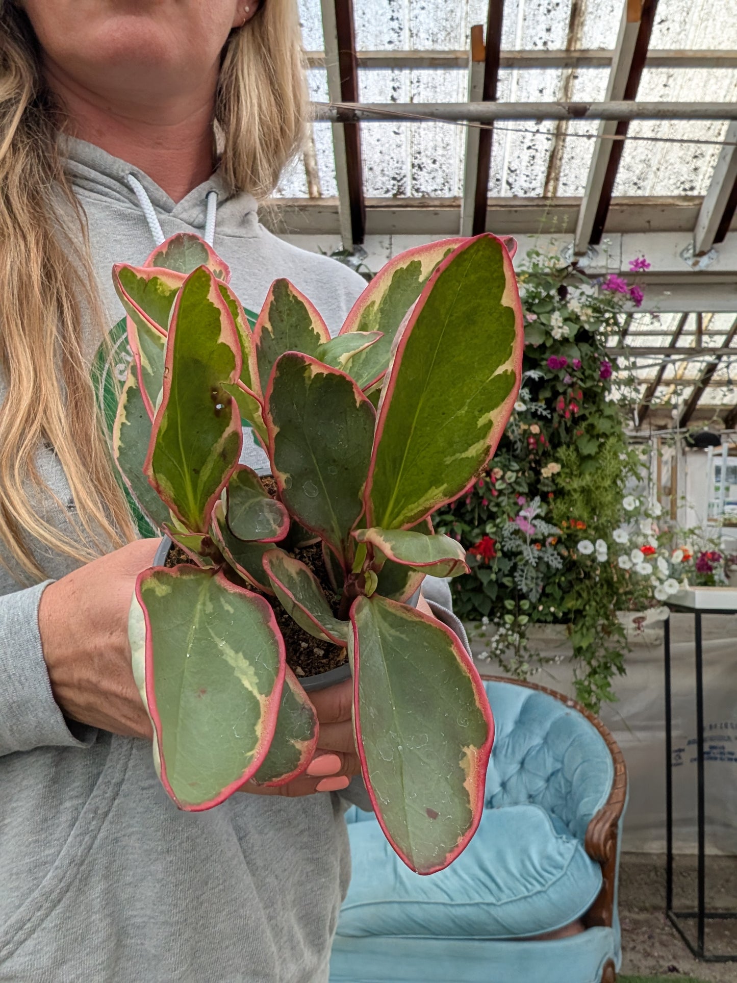 Peperomia Ginny/Pink (4")