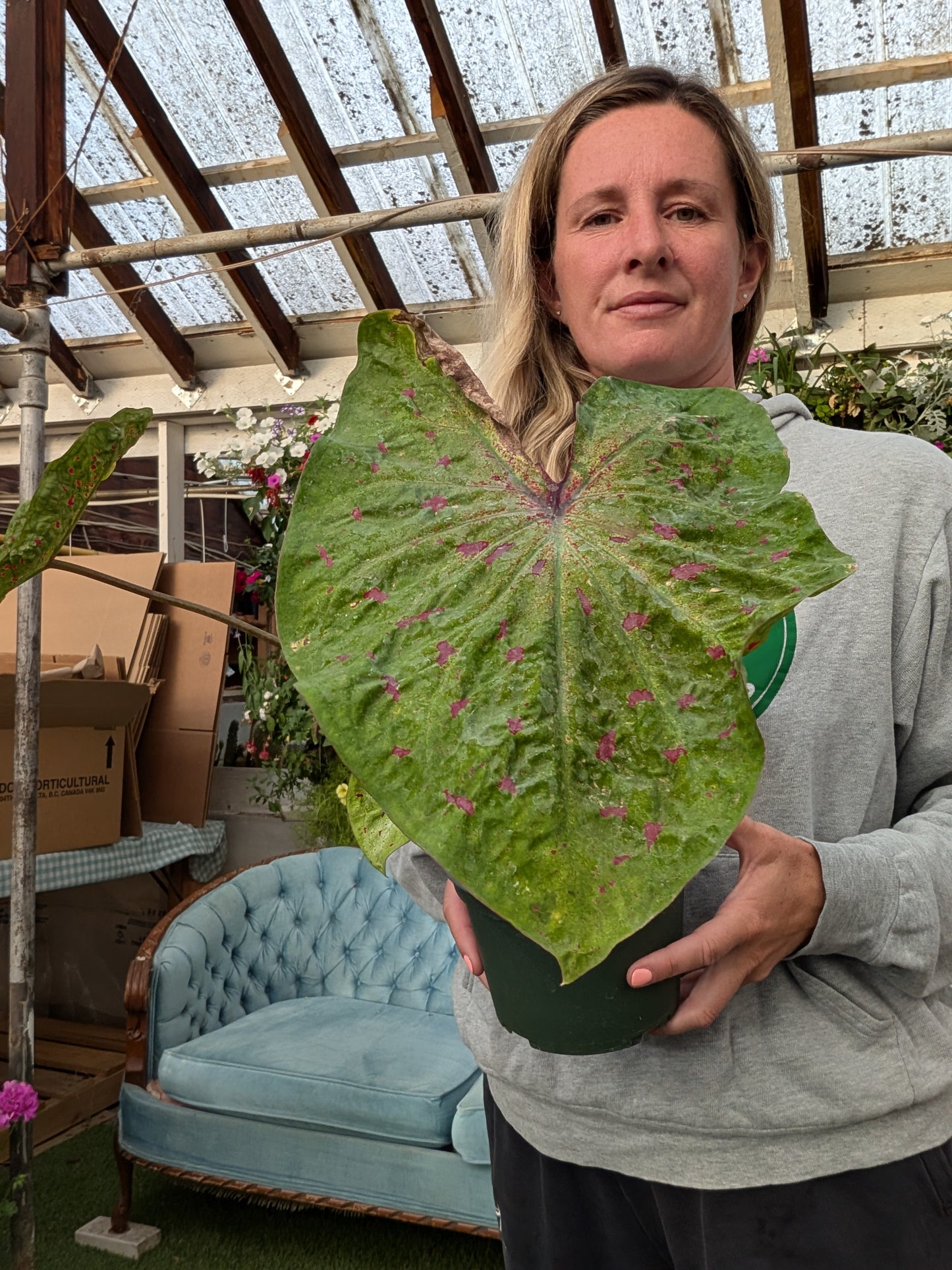 Caladium (6")